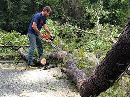 Best Tree Removal  in Palm Valley, FL