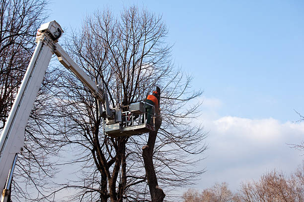 How Our Tree Care Process Works  in  Palm Valley, FL